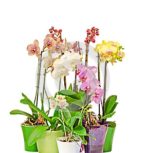 Many colored branch orchid flowers with buds, green leaves, in vibrant colored vases, flowerpots, Orchidaceae