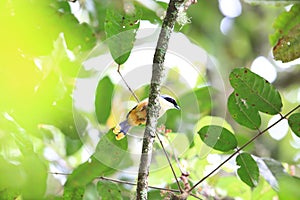 Many-colored bushshrike