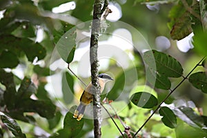 Many-colored bushshrike