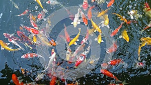 Many Colored Koi Carps in a Pond,Japan fish call carp or koi fish colorful
