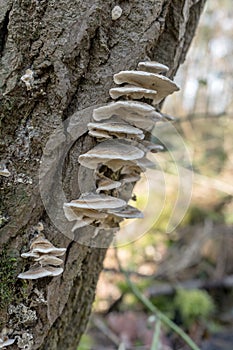 Many-colored polypore