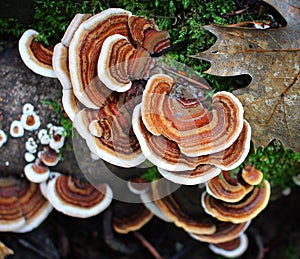 Many-Colored Polypore