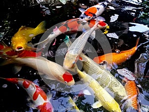 Many colorful carp are swimming in the pond. A group of carps swims in Many coloa pond. Fish Carp in the Pool. Koi fish in a pond.