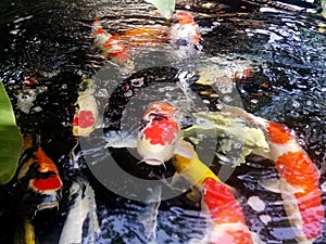Many colorful carp are swimming in the pond. A group of carps swims in a pond. Fish Carp in the Pool. Koi fish in a pond.