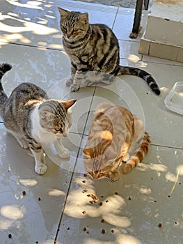 Many colorful colored street cats eat dry food outdoor floor. Wild street cats on island of Cyprus. Feeding cats, loving, caring