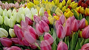 Many colorful Dutch tulips in the foreground. pink amsterdam flowers, white and yellow. bucolic symbol of Holland