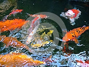 Many Colorful of fancy carp fish swimming in a fish pond