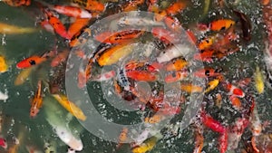 Many colorful fancy koi carp fishes