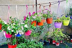 Many Colorful Flower Pots Hanging on a Line