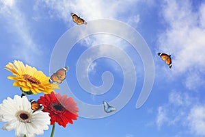 Many colorful gerbera flowers and butterflies under blue sky on sunny day