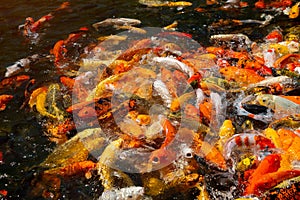 Many colorful Koi fishs in pond ,