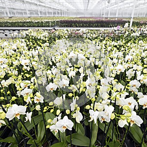 Many colorful orchids in dutch greenhouse