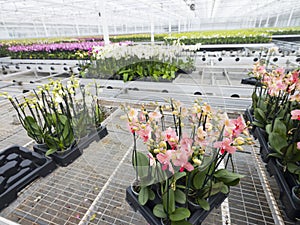 Many colorful orchids in dutch greenhouse