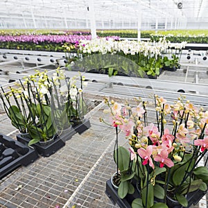 Many colorful orchids in dutch greenhouse