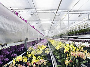 Many colorful orchids in dutch greenhouse