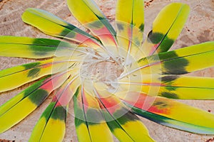 Many Colorful Parrot Feathers arranged in a circle
