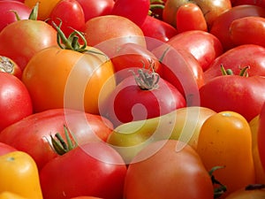 Many colorful ripe tomatoes close-up