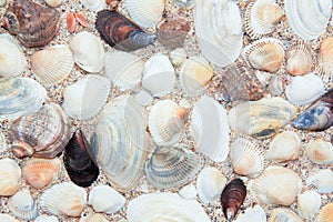 Many colorful seashells on sand