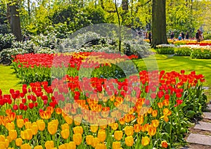 Many colorful tulips daffodils in Keukenhof park Lisse Holland Netherlands