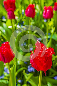 Many colorful tulips daffodils in Keukenhof park Lisse Holland Netherlands