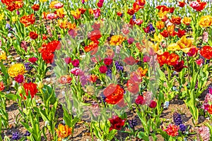 Many colorful tulips daffodils in Keukenhof park Lisse Holland Netherlands