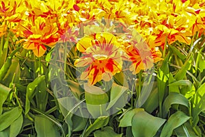 Many colorful tulips daffodils in Keukenhof park Lisse Holland Netherlands