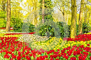 Many colorful tulips daffodils in Keukenhof park Lisse Holland Netherlands