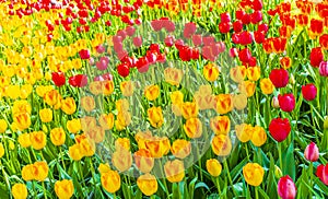 Many colorful tulips daffodils in Keukenhof park Lisse Holland Netherlands
