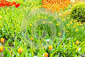 Many colorful tulips daffodils in Keukenhof park Lisse Holland Netherlands