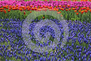 Many colorful tulips and daffodils in tulip park in Ukraine