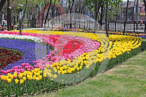 Many colorful tulips and daffodils in tulip park in Ukraine