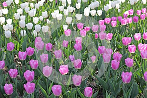 Many colorful tulips and daffodils in tulip park in Ukraine