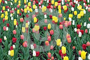 Many colorful tulips in the garden in sunny spring day