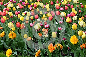 Many colorful tulips in the garden in sunny spring day