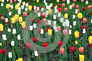 Many colorful tulips in the garden in sunny spring day