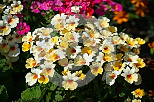 In many colors Nemesia, Sansatia blooms. This flower was named after Nemesis, the Greek goddess of retribution