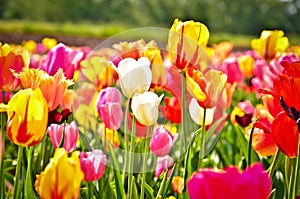 Many colourful tulips in the field