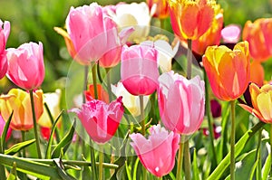 Many colourful tulips in the field