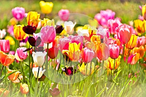 Many colourful tulips in the field
