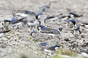 Many Common house martin  in a puddle