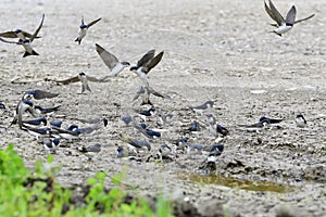 Many Common house martin  in a puddle