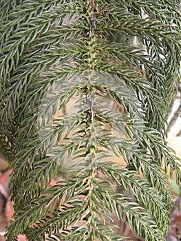 Many coniferous small leaves of Fir plant