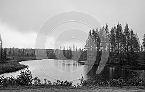 Many Conifers trees by the lake in monochrome photo