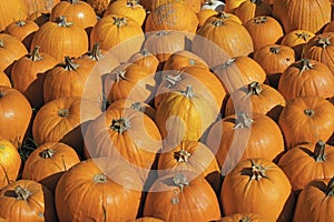 many Connecticut field pumpkins in a meadow