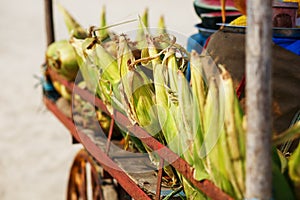 Many corn cobs in the cart. Rows of corn in the shell, lay in piles. Indian, Asian street food. Beach at GOA Sunset