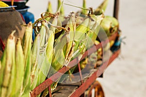 Many corn cobs in the cart. Rows of corn in the shell, lay in piles. Indian, Asian street food. Beach at GOA Sunset