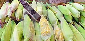 Many corn fields. Multi-colored corn is yellow, violet and three-color corn.