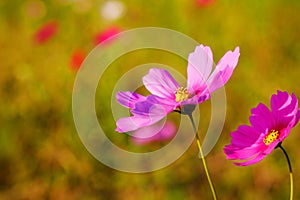 Many of cosmos flower in garden with soft focus background