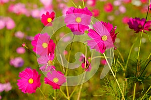 Many of cosmos flower in garden with soft focus background