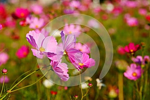 Many of cosmos flower in garden with soft focus background